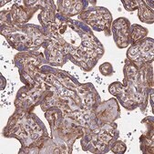 Anti-EXT1 antibody produced in rabbit Prestige Antibodies&#174; Powered by Atlas Antibodies, affinity isolated antibody, buffered aqueous glycerol solution