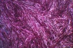 OsteoMAX-XF Differentiation Medium Defined Xeno-Free osteogenesis differentiation medium that is specially formulated to readily differentiate human mesenchymal stem cells (MSCs) into mature osteocytes as assessed by alizarin red &amp; alkaline phosphatase staining.