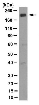 Anti-INTS1 Antibody, clone 4.47 clone 4.47, from mouse