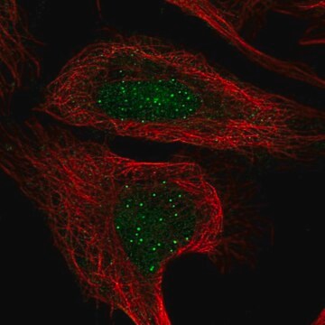 Anti-CENPT antibody produced in rabbit Prestige Antibodies&#174; Powered by Atlas Antibodies, affinity isolated antibody