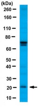 Anti-BCL2A1 Antibody/BFL-1 serum, from rabbit