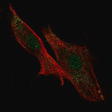 Anti-LRRC32 antibody produced in rabbit Prestige Antibodies&#174; Powered by Atlas Antibodies, affinity isolated antibody