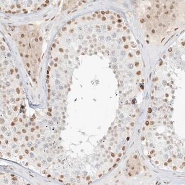 Anti-NHSL1 antibody produced in rabbit Prestige Antibodies&#174; Powered by Atlas Antibodies, affinity isolated antibody, buffered aqueous glycerol solution