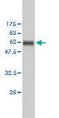Monoclonal Anti-PCNA antibody produced in mouse clone 1G7, purified immunoglobulin, buffered aqueous solution