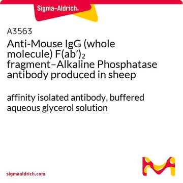 Anti-Mouse IgG (whole molecule) F(ab&#8242;)2 fragment–Alkaline Phosphatase antibody produced in sheep affinity isolated antibody, buffered aqueous glycerol solution