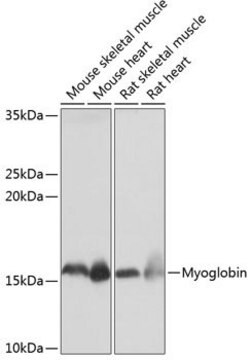 Anti-Myoglobin antibody produced in rabbit