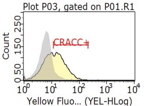 Anti-CRACC Antibody, clone 4G2 clone 4G2, from rat