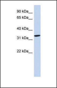 Anti-AZGP1, (N-terminal) antibody produced in rabbit affinity isolated antibody