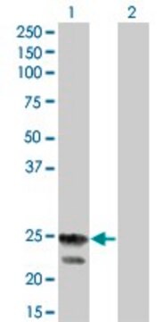 Monoclonal Anti-RGS4 antibody produced in mouse clone 2B2, purified immunoglobulin, buffered aqueous solution