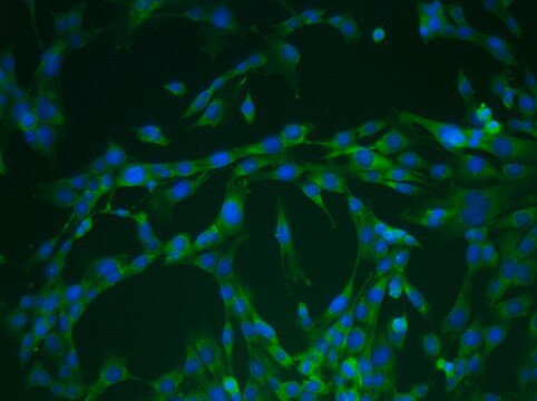 YUMM5.4 Mouse Melanoma Cell Line