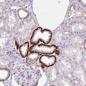 Anti-NHLH2 antibody produced in rabbit Prestige Antibodies&#174; Powered by Atlas Antibodies, affinity isolated antibody, buffered aqueous glycerol solution