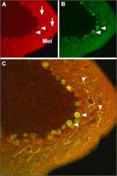 Anti-Calcium Channel (&#945;1C Subunit) (L-type of Voltage-gated Ca2+ Channel) antibody produced in rabbit affinity isolated antibody