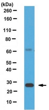 Anti-hGITR Antibody, clone 108-17 clone 108-17, from mouse