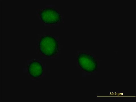 Anti-ZBTB6 antibody produced in mouse purified immunoglobulin, buffered aqueous solution