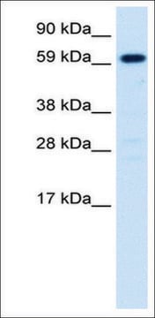 Anti-HNF4A antibody produced in rabbit affinity isolated antibody