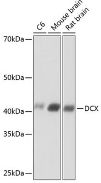 Anti-Doublecortin Antibody, clone 6H1B3, Rabbit Monoclonal