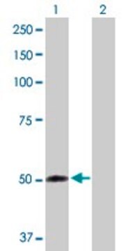 Anti-FMO2 antibody produced in rabbit purified immunoglobulin, buffered aqueous solution