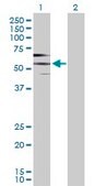 Anti-PDE9A antibody produced in rabbit purified immunoglobulin, buffered aqueous solution