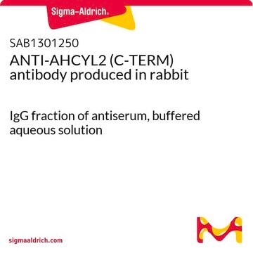 ANTI-AHCYL2 (C-TERM) antibody produced in rabbit IgG fraction of antiserum, buffered aqueous solution