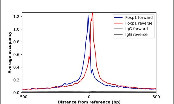 Anti-FOXP1 antibody produced in rabbit Prestige Antibodies&#174; Powered by Atlas Antibodies, affinity isolated antibody, buffered aqueous glycerol solution