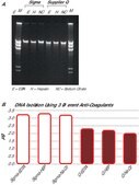 GenElute&#8482; Blood Genomic DNA Kit sufficient for 70&#160;purifications