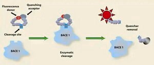&#946;-Secretase (BACE1) Activity Detection Kit (Fluorescent) 1&#160;kit sufficient for 250&#160;reactions