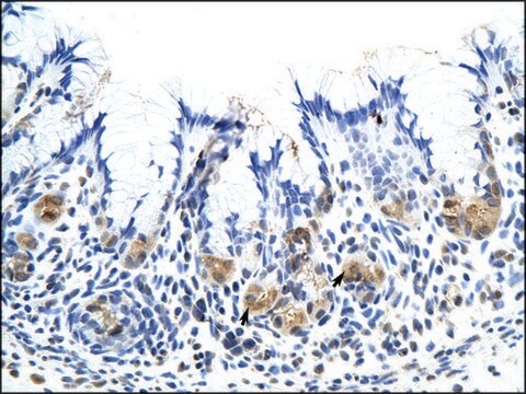 Anti-CSH1 antibody produced in rabbit IgG fraction of antiserum