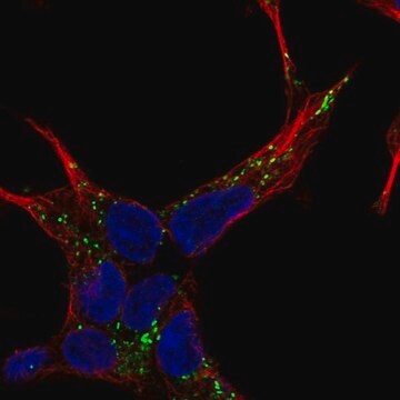 Anti-NELL2 antibody produced in rabbit Prestige Antibodies&#174; Powered by Atlas Antibodies, affinity isolated antibody