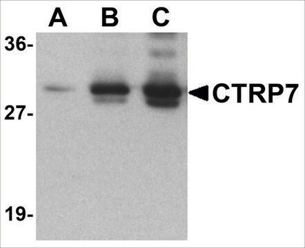 Anti-CTRP5 (ab2) antibody produced in rabbit affinity isolated antibody, buffered aqueous solution