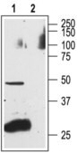 Anti-Endothelin Receptor A antibody produced in rabbit affinity isolated antibody, lyophilized powder