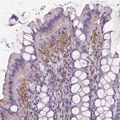 Monoclonal Anti-CD40 antibody produced in mouse Prestige Antibodies&#174; Powered by Atlas Antibodies, clone CL1673, purified immunoglobulin, buffered aqueous glycerol solution