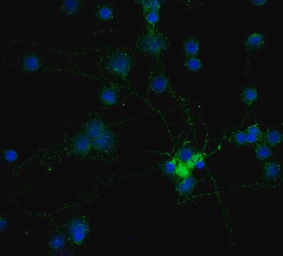 Anti-MAG Antibody, clone 513, Alexa Fluor&#8482; 488 Conjugate clone 513, from mouse, ALEXA FLUOR&#8482; 488