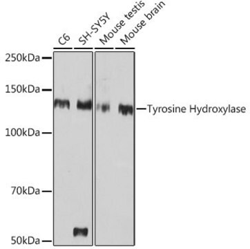 Anti-Tyrosine Hydroxylase antibody produced in rabbit