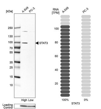 Anti-STAT3 antibody produced in rabbit Prestige Antibodies&#174; Powered by Atlas Antibodies, affinity isolated antibody, buffered aqueous glycerol solution