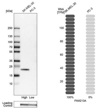 Anti-FAM213A antibody produced in rabbit Prestige Antibodies&#174; Powered by Atlas Antibodies, affinity isolated antibody, buffered aqueous glycerol solution