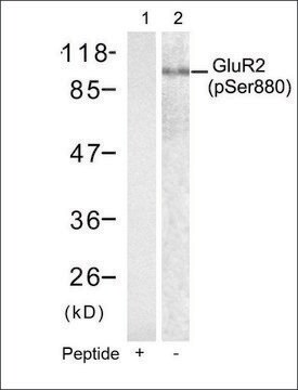 Anti-phospho-GRIA2 (pSer880) antibody produced in rabbit affinity isolated antibody