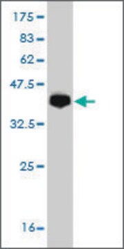 Monoclonal Anti-PCDH19 antibody produced in mouse clone 2G10, purified immunoglobulin, buffered aqueous solution