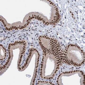 Anti-GLRX2 antibody produced in rabbit Prestige Antibodies&#174; Powered by Atlas Antibodies, affinity isolated antibody, buffered aqueous glycerol solution