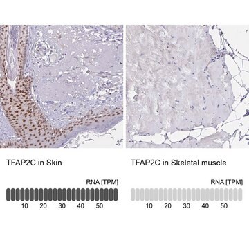 Anti-TFAP2C antibody produced in rabbit Prestige Antibodies&#174; Powered by Atlas Antibodies, affinity isolated antibody, buffered aqueous glycerol solution