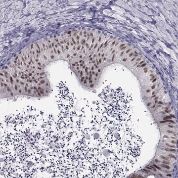 Anti-PAX2 antibody produced in rabbit Prestige Antibodies&#174; Powered by Atlas Antibodies, affinity isolated antibody