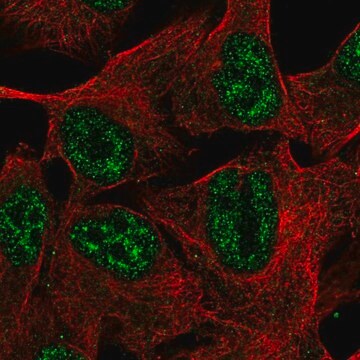 Anti-TMEM101 antibody produced in rabbit Prestige Antibodies&#174; Powered by Atlas Antibodies, affinity isolated antibody