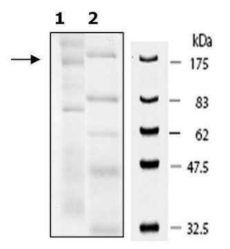 FBXL11 human recombinant, expressed in baculovirus infected Sf9 cells, &#8805;15% (SDS-PAGE)