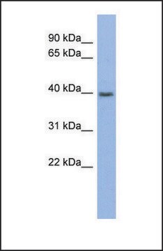 Anti-PANX3 antibody produced in rabbit affinity isolated antibody