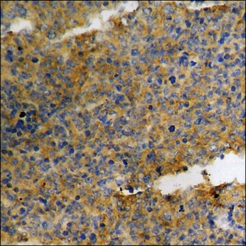 Anti-phospho-p27 Kip1 (pSer10) antibody produced in rabbit affinity isolated antibody