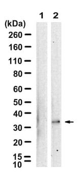 Anti-p-RPS6-Ser235/236 Antibody, clone 1I22 ZooMAb&#174; Rabbit Monoclonal recombinant, expressed in HEK 293 cells