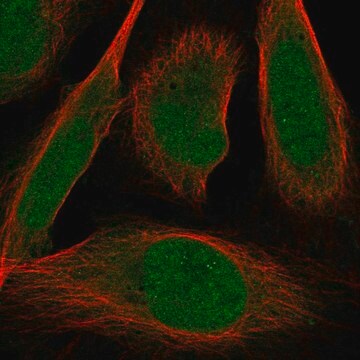 Anti-Zmiz2 Antibody Produced In Rabbit Prestige Antibodies&#174; Powered by Atlas Antibodies, affinity isolated antibody, buffered aqueous glycerol solution