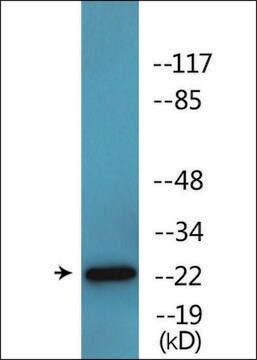 Anti-phospho-Claudin 6 (pTyr219) antibody produced in rabbit affinity isolated antibody