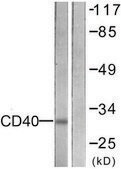 Anti-CD40 antibody produced in rabbit affinity isolated antibody