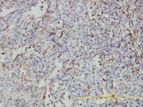 Monoclonal Anti-NUCB1 antibody produced in mouse clone 1H8-2C11, purified immunoglobulin, buffered aqueous solution