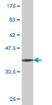 Monoclonal Anti-CCT7 antibody produced in mouse clone 3A6, purified immunoglobulin, buffered aqueous solution